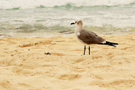 Seagull on Mexican sandy beach の写真素材