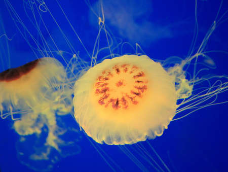 Beautiful jellyfish in deep blue seaの写真素材