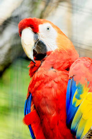 Portrait of a colorful ara parrotの写真素材