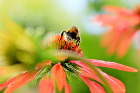 Closeup of Echinacea purpurea flower with a working gadflyの写真素材