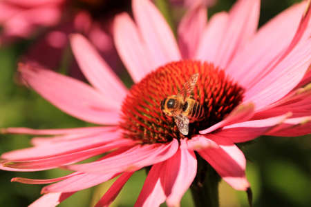 Closeup of Echinacea purpurea flower with working honey beeの写真素材