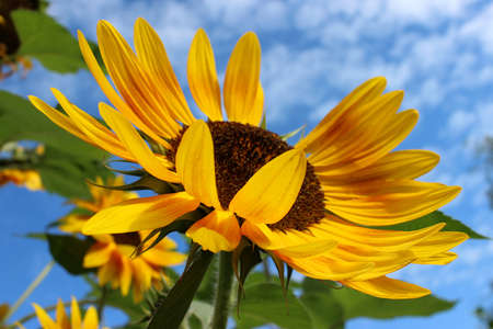 Yellow sunflowerの写真素材