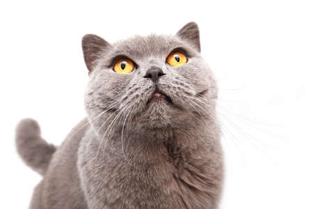Portrait of a grey british cat isolated on white backgroundの写真素材