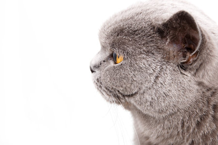 Portrait of a grey british cat isolated on white backgroundの写真素材