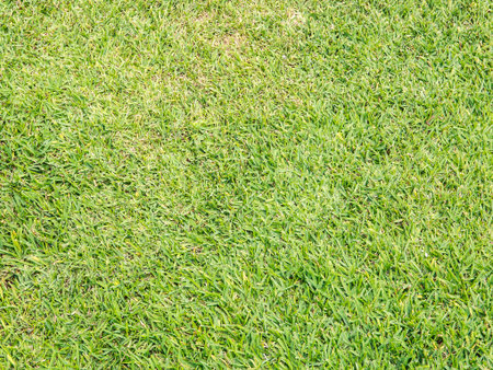 Field of green mexican grass for background or texture