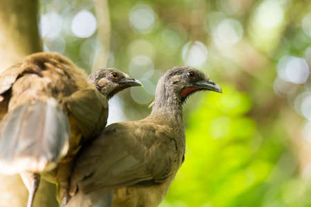 Portrait of majestic Crested Guan birds sitting on branchの写真素材