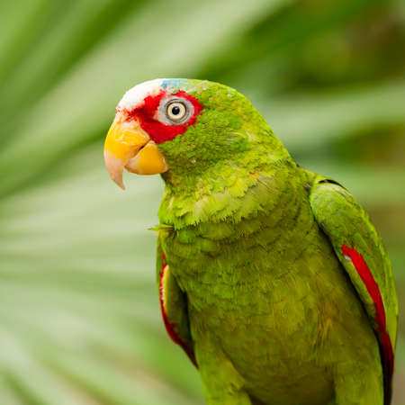 Portrait of colorful White-fronted Parrot in Mexicoの写真素材