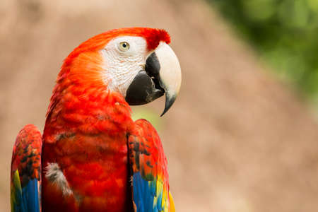 Portrait of colorful Scarlet Macaw parrot in Mexicoの写真素材