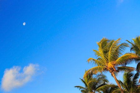 Palm tree against the background of blue sky and moon