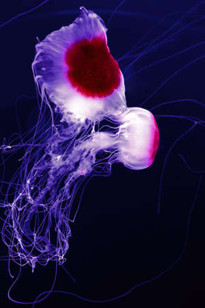 Beautiful pink jellyfish isolated on black backgroundの写真素材
