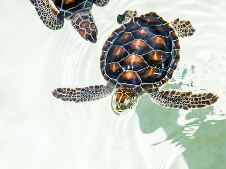 Cute endangered baby turtles swimming in crystal clear waterの写真素材
