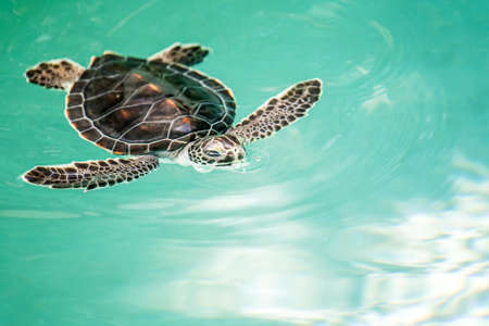 Cute endangered baby turtle swimming in turquoise waterの写真素材
