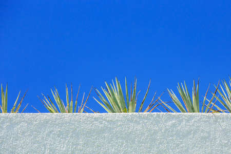 Agave plant on white parapet and blue sky in the backgroundの写真素材