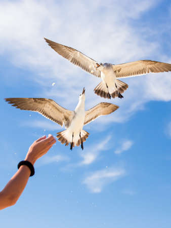 Girls hand feeding seagulls の写真素材