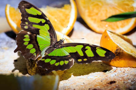 Closeup of Malachite butterfly feeding on slices of orange fruitsの写真素材