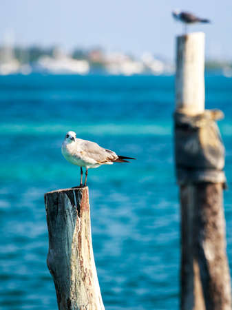 Portrait of a seagull against the background of beautiful caribbean seaの写真素材