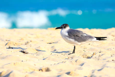 Lonely seagull on sandy beach against the background of caribbean seaの写真素材