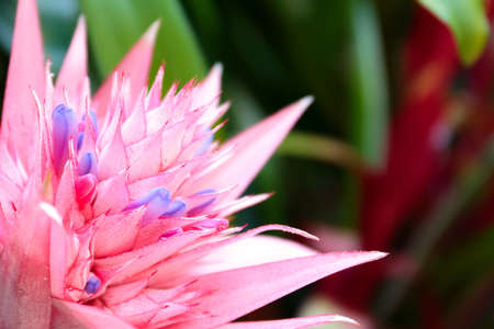 Closeup of a beautiful pink Aechmea flower の写真素材
