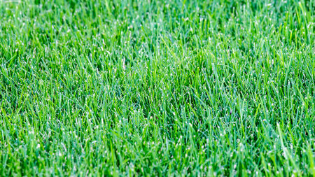 Field of green grass closeup
