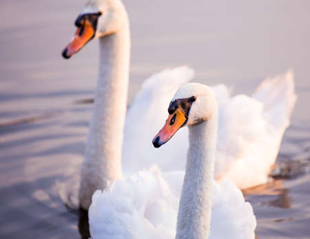 Majestic swans floating on the water surfaceの写真素材