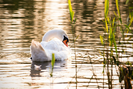 Floating swan taking care of its plumage