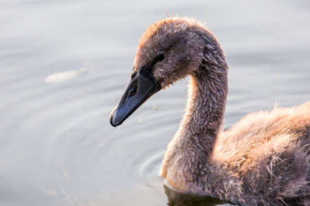 Beautiful young swan floating on the water surfaceの写真素材