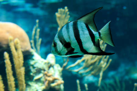 Closeup of a beautiful French Angelfish in Caribbean seaの写真素材