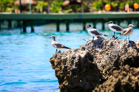 Portrait of seagulls in a beautiful mexican harbor