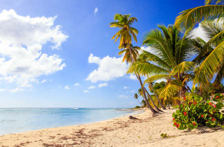 Beautiful caribbean beach on Saona island, Dominican Republicの写真素材