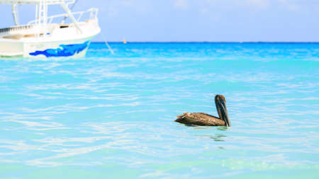 Pelican bird swimming in turquoise caribbean seaの写真素材