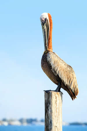 Beautiful brown Pelican on tropical Mujeres island, Mexicoの写真素材