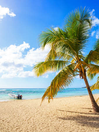 Beautiful caribbean beach on Saona island, Dominican Republicの写真素材