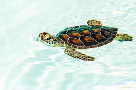 Cute endangered baby turtle swimming in crystal clear waterの写真素材