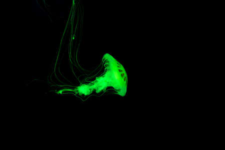 Green glowing jellyfish isolated on black backgroundの写真素材