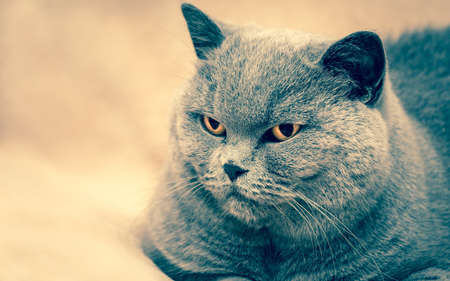 Portrait of old adorable purebred british catの写真素材