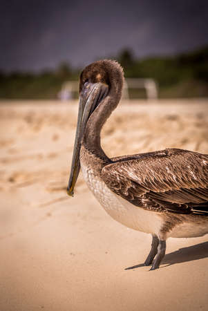 Beautiful brown pelican on mexican sandy beachの写真素材