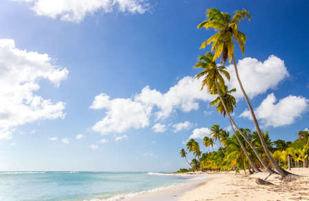 Beautiful caribbean beach on Saona island Dominican Republicの写真素材