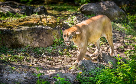 Wild Puma cat searching for a preyの写真素材