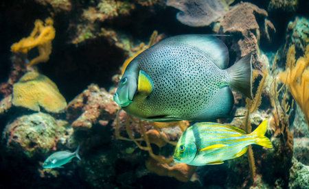 Closeup of beautiful French Angelfish in Caribbean seaの写真素材