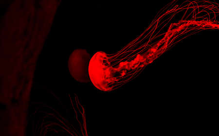 Red glowing jellyfish on black backgroundの写真素材