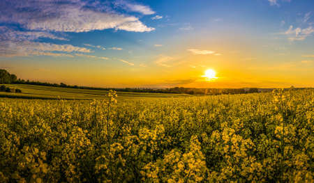 Sunset and idyllic country landscape with field of yellow rapeの写真素材