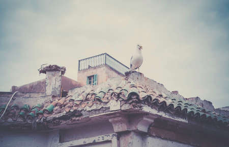 Seagull on old moroccan building in Essaouira cityの写真素材