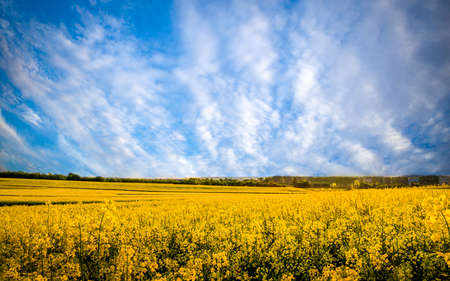 Yellow rapeseed field, blue sky and white clouds somewhere in the countryの写真素材