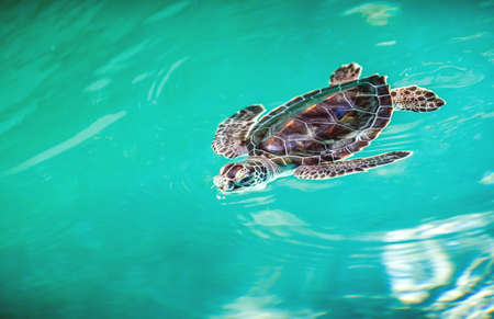 Close up of cute baby turtle in turquoise waterの写真素材