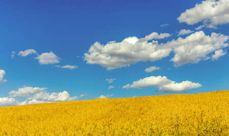 Yellow meadow, blue sky and white clouds backgroundの写真素材