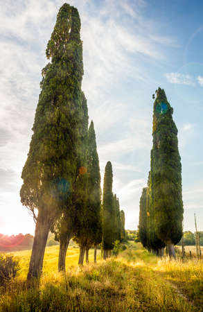 High tuscan cypress trees down the wild roadの写真素材