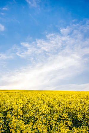 Yellow rapeseed field and blue sky with white cloudsの写真素材