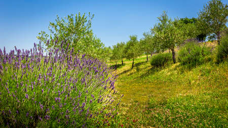 Lavender, olive trees and clear blue sky in Tuscanyの写真素材