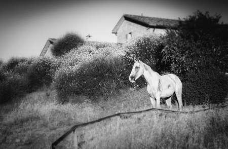 Black and white wild horse with shallow depth of fieldの写真素材