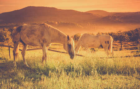 Wild horses in the morning on tuscan meadowの写真素材